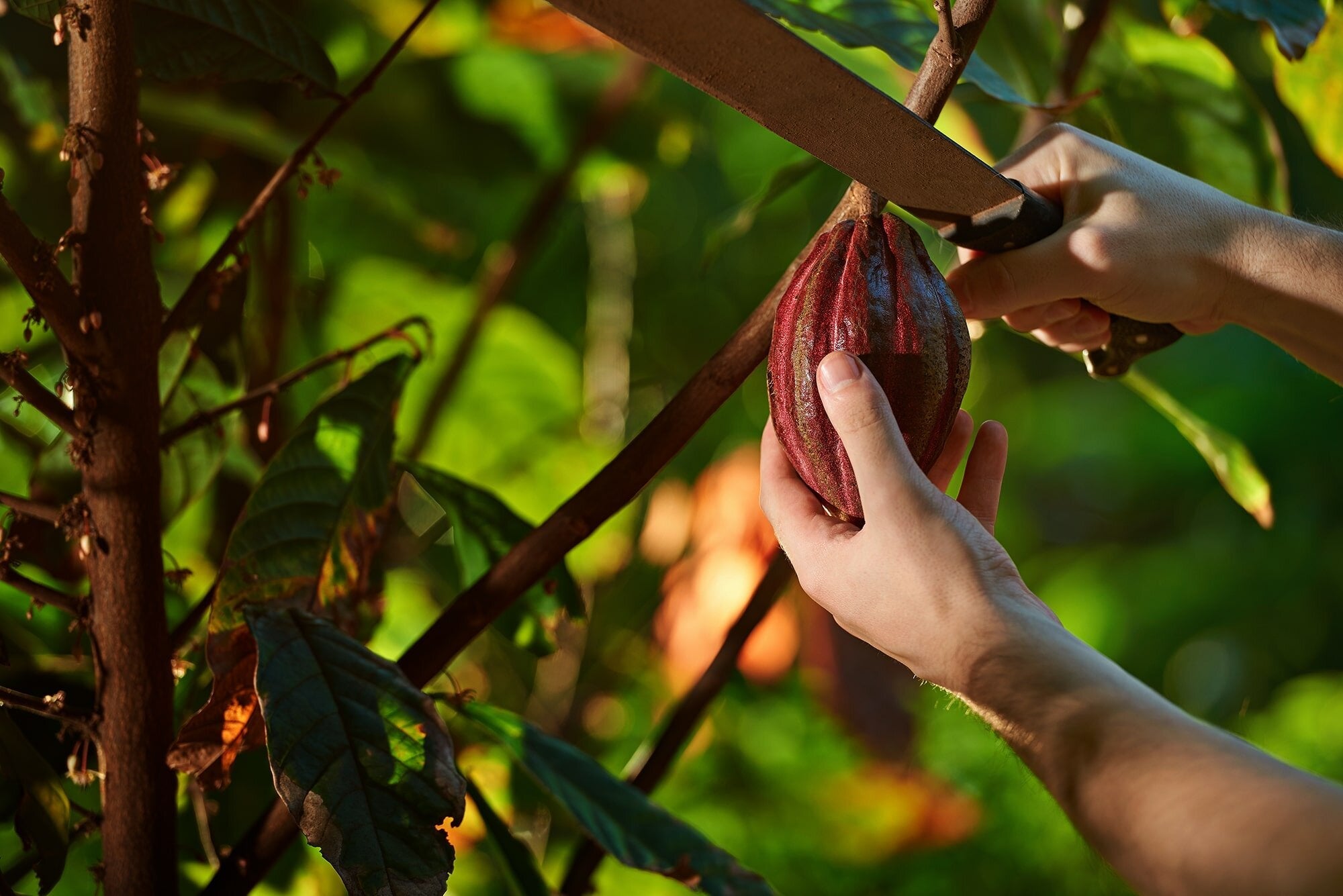 The Power of Cacao: Exploring the Health Benefits of Chocolate